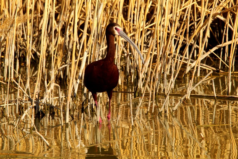 White-Faced Ibis Bear River Migratory Bird Refuge