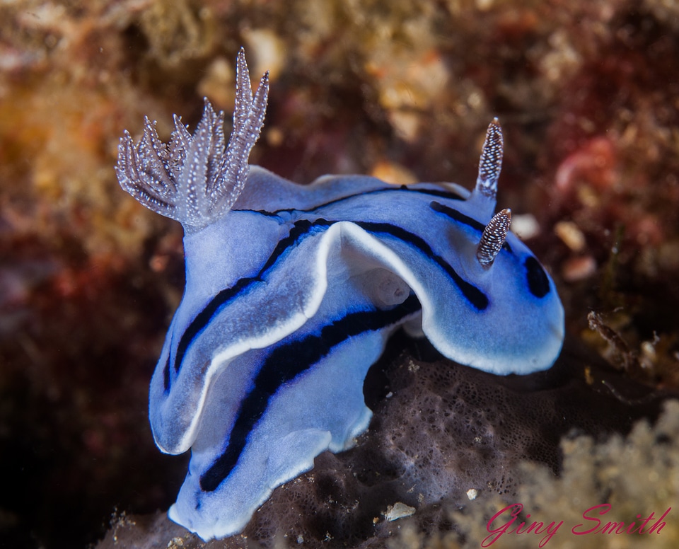 Chromodoris Willani Nudibranch