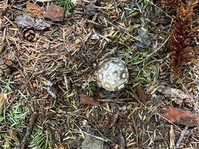 Mushroom at Goat Lake, Mt. Baker-Snoqualmie National Forest. Photo By Sydney Corral July 5, 2021