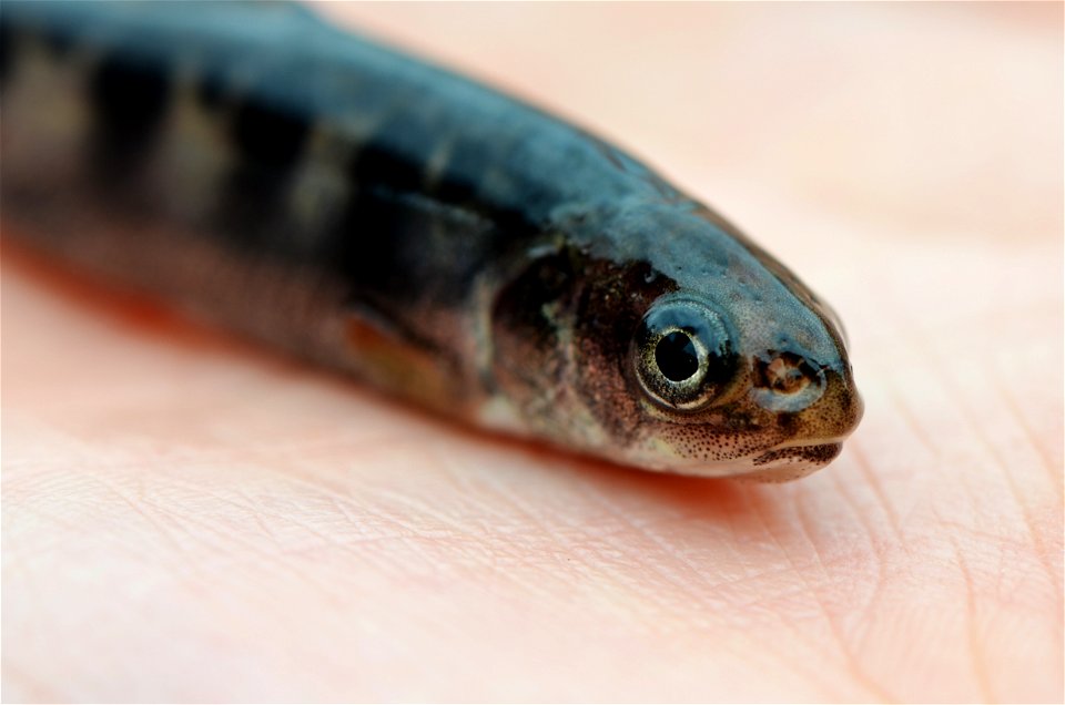 Juvenile Coaster Brook Trout
