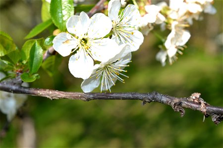 Spring ,April 2023
