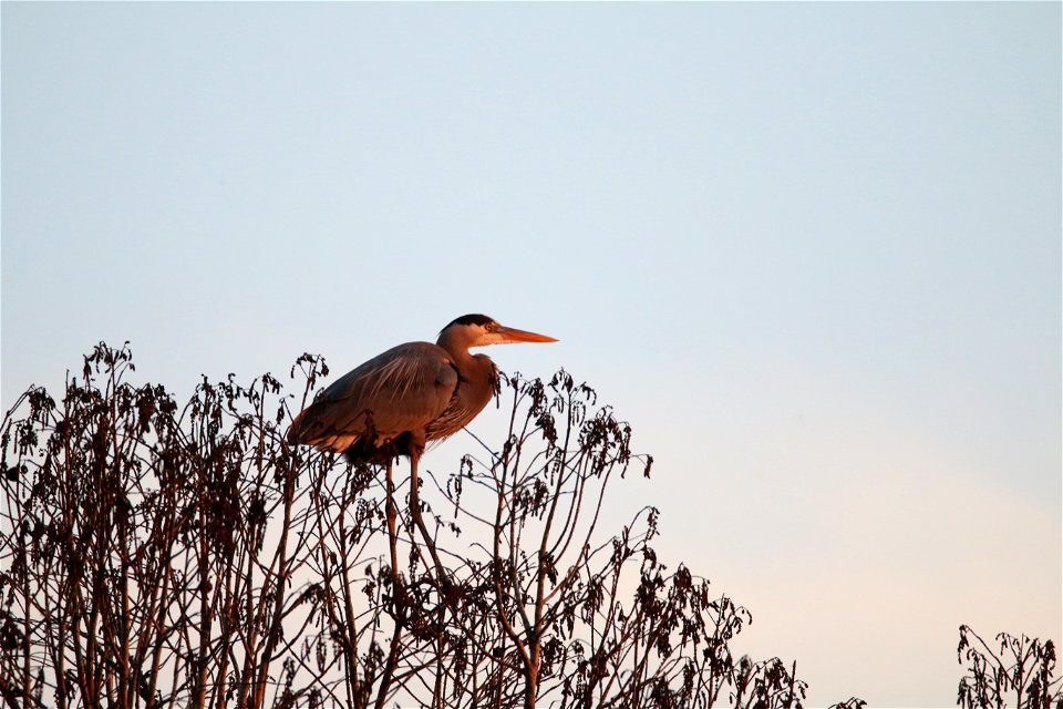 Great Blue Heron at Sunset