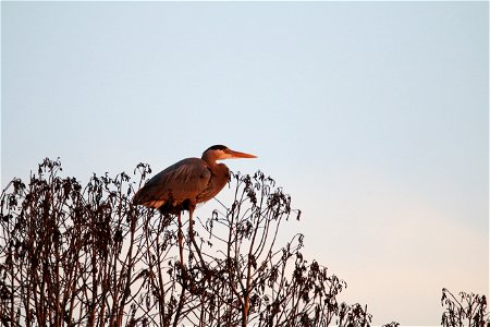 Great Blue Heron at Sunset photo