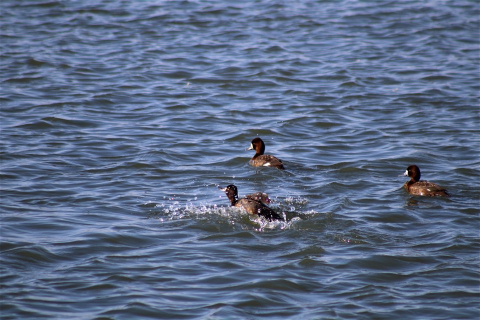 Lesser scaup Lake Andes National Wildlife Refuge South Dakota