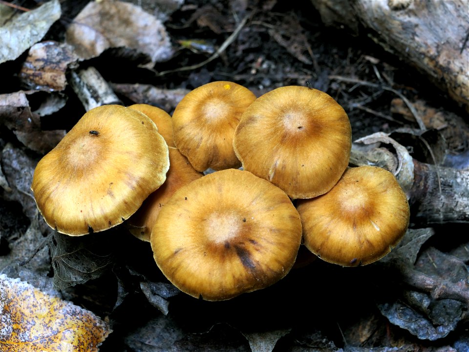 Dermocybe leptospermorum