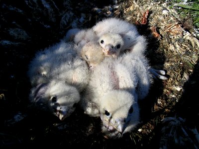 Gyrfalcon nestlings in nest