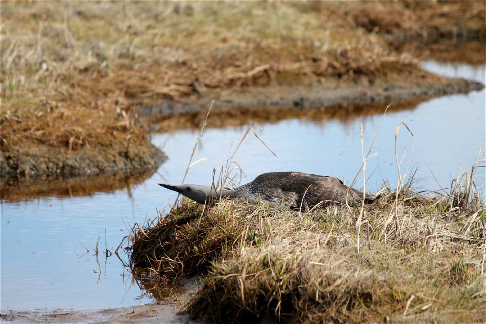 Loon