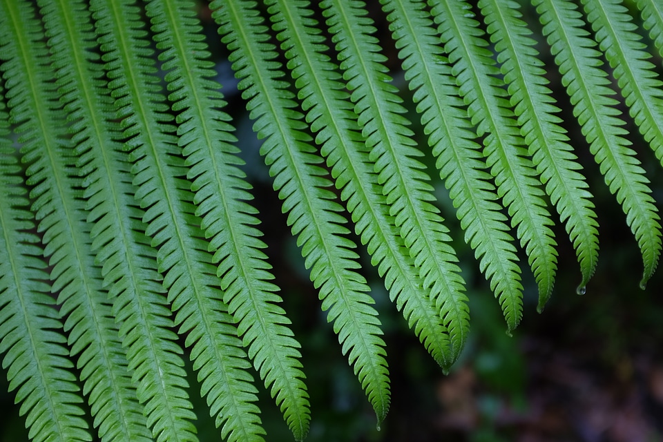 Close up fern leaf