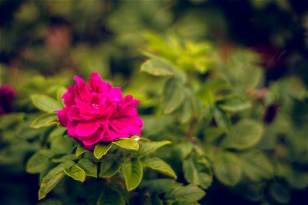 Rose hip flower