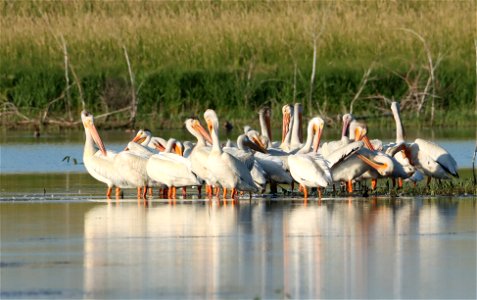 American White Pelicans Huron Wetland Management District photo