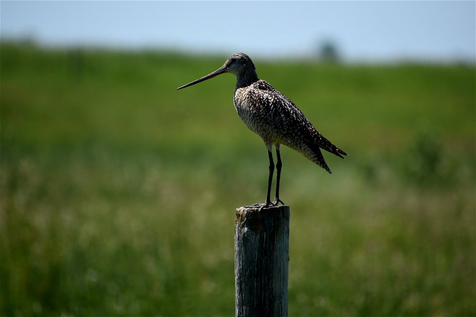 Marbled Godwit on Fence Post Lake Andes Wetland Management District South Dakota.