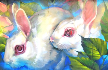 white rabbits photo