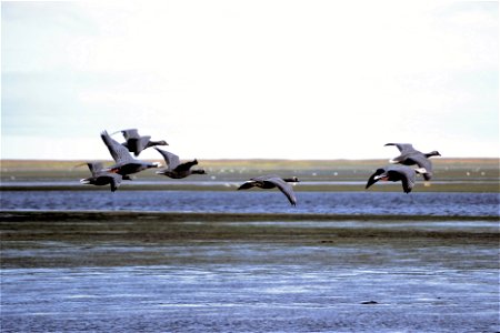 emperor geese