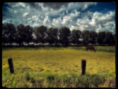 Dandelion Meadow photo