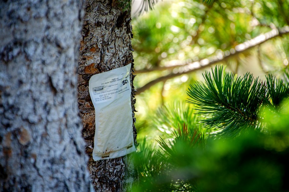 Verbenone Packet on Whitebark photo