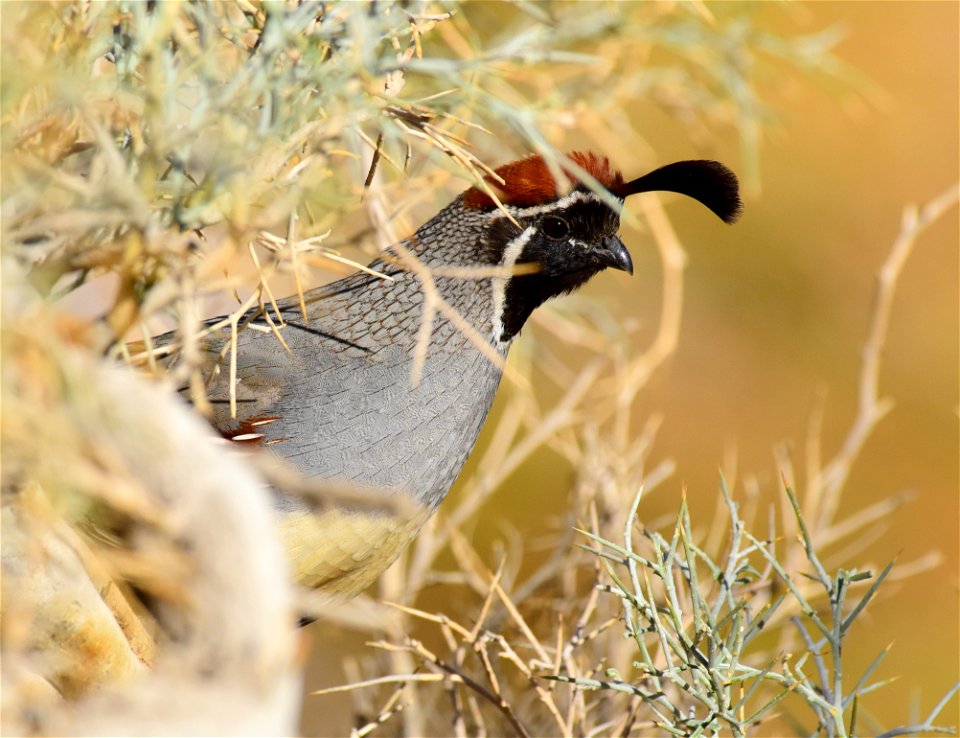Gambel's quail in Arizona