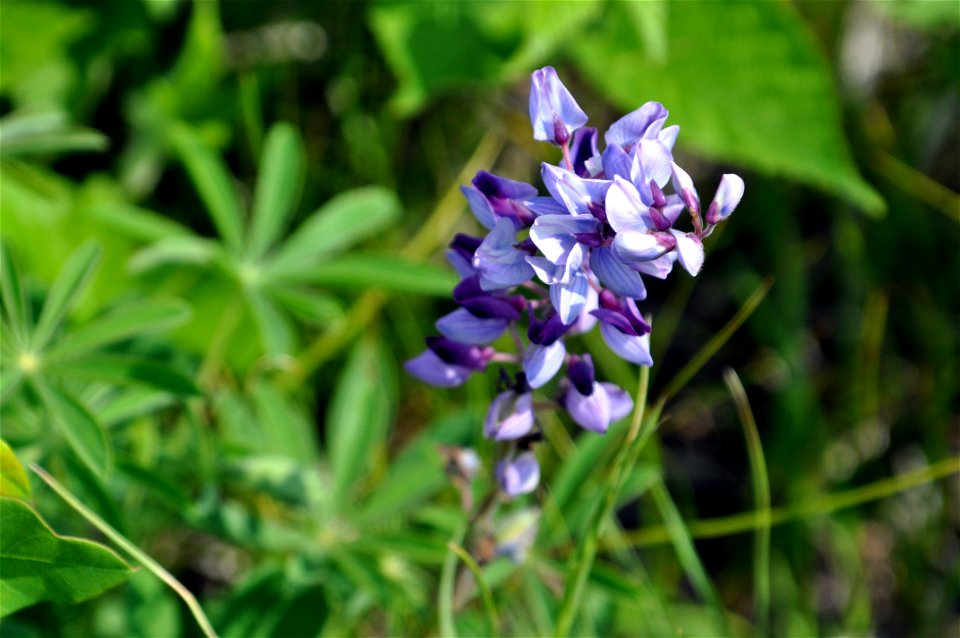 Wild Lupine photo