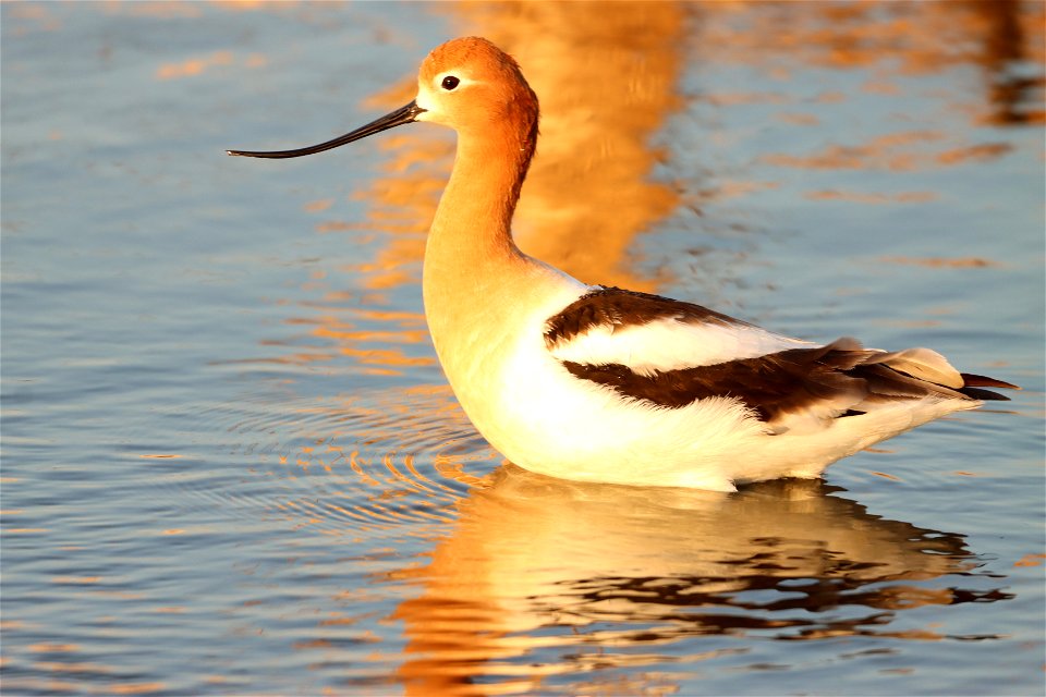 American Avocet Huron Wetland Management District, South Dakota