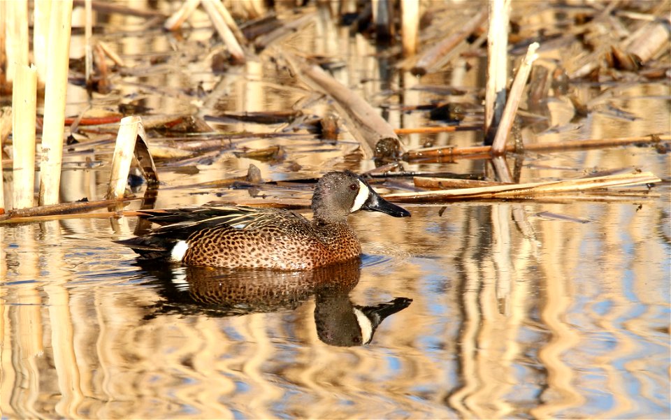 Drake Blue-winged Teal Huron Wetland Management District, South Daktoa photo