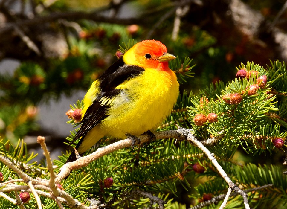 Western tanager at Seedskadee National Wildlife Refuge