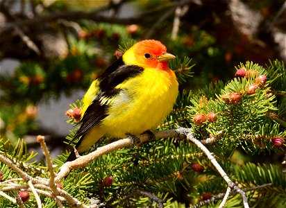 Western tanager at Seedskadee National Wildlife Refuge