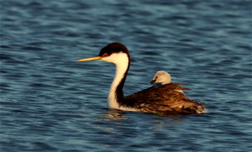 Western Grebes on the Huron Wetland Management District South Dakota