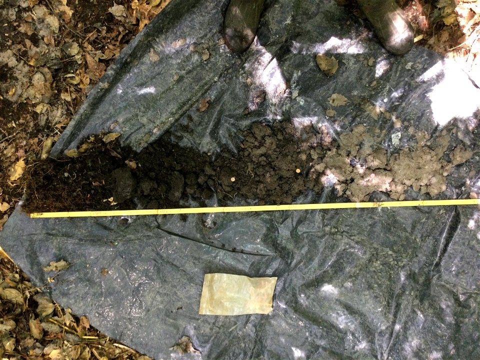 wetland soil profile ncwetlands SK (4)