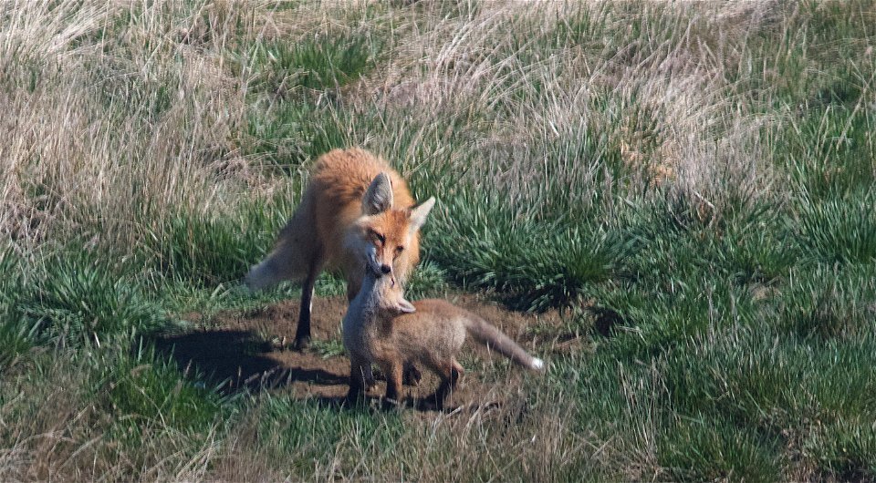 2022/365/128 The Affection