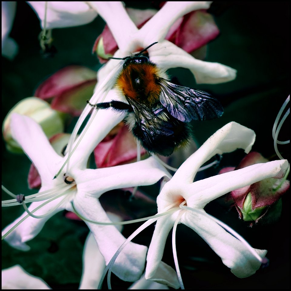 Honeysuckle photo