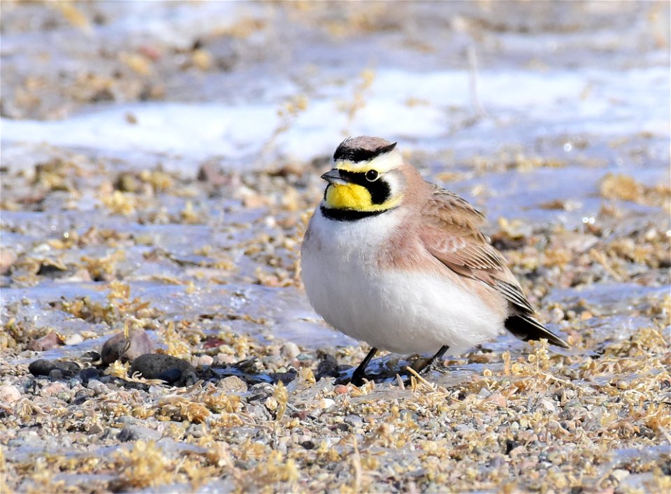 Horned Lark at Seedskadee National Wildlife Refuge