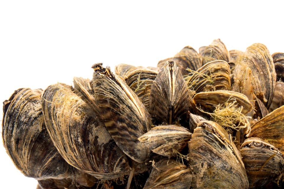 Zebra Mussels (Dreissena polymorpha)