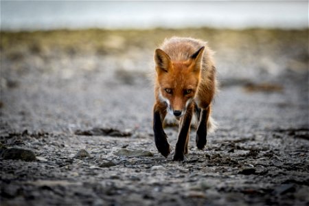 Fox at Katmai Bay photo