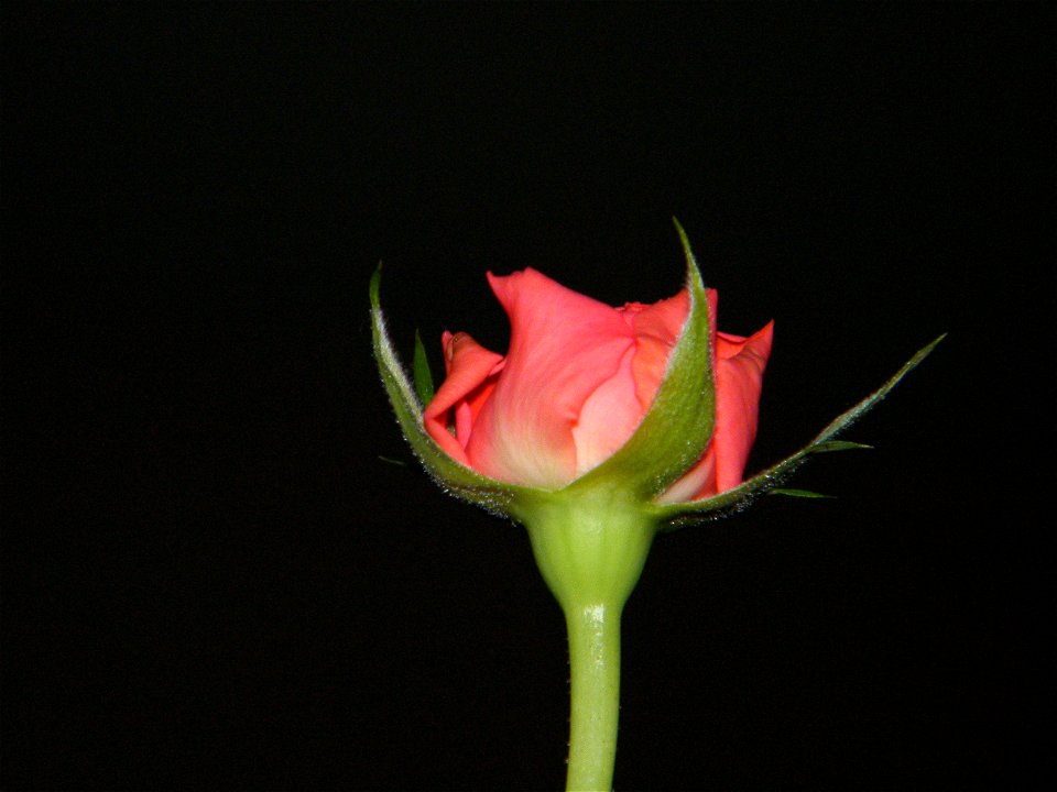trandfmic_timelps2011_1109_002442