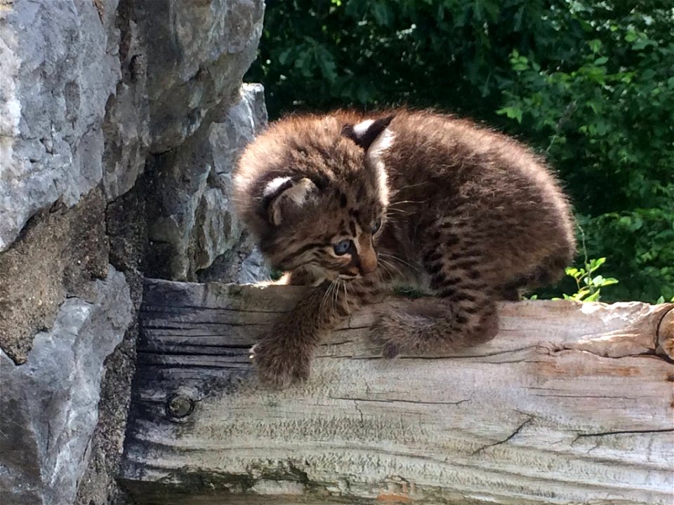 Bobcat Kitten