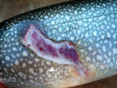 Lake Trout with sea lamprey wound in Lake Michigan photo
