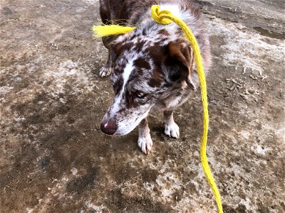 Not Thrilled With Makeshift Leash