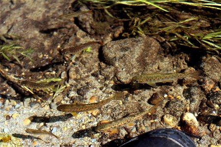 juvenile coho salmon and rainbow trout, Fish Creek Alaska