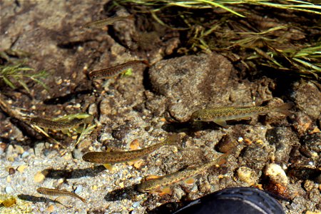 juvenile coho salmon and rainbow trout, Fish Creek Alaska photo