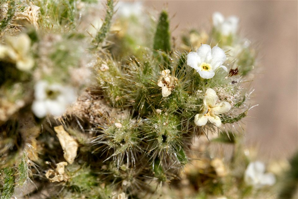 Oreocarya celosioides