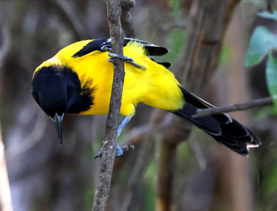950 - AUDUBON'S ORIOLE (01-07-2023) national buttrtfly center, palmview, hidalgo co, tx -02