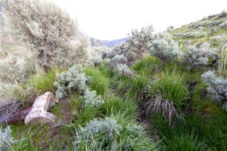 Yellowstone flood event 2022: old percolation pond ditch