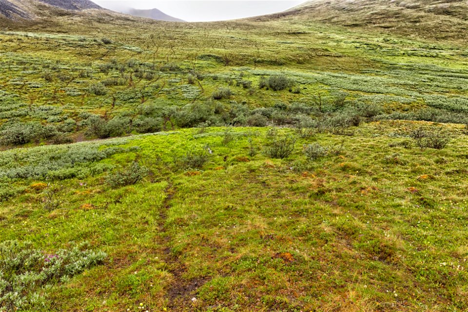 Caribou trails photo