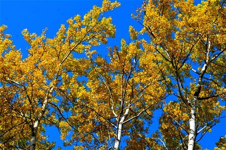 Quaking aspen photo