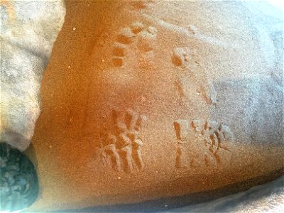 templates in the sand