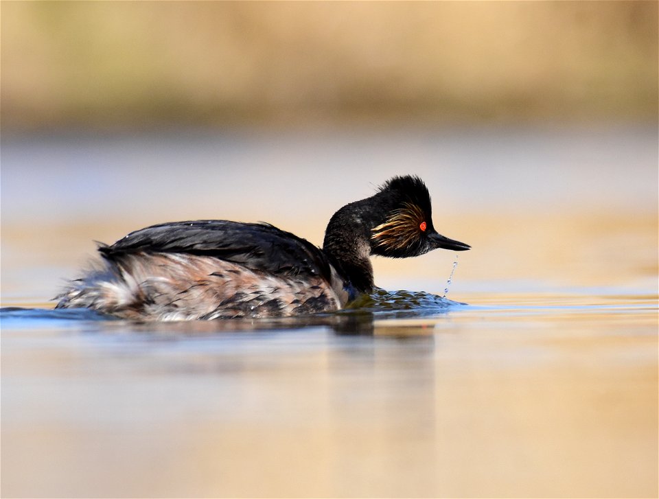 Eared grebe at Seedskadee National Wildlife Refuge
