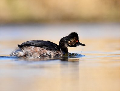 Eared grebe at Seedskadee National Wildlife Refuge