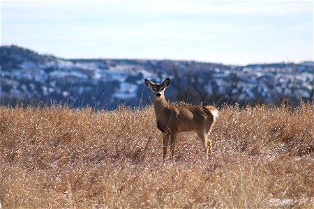 White-tailed Deer Karl E Mundt National Wildlife Refuge photo