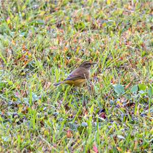 Day 277 - Palm Warbler photo