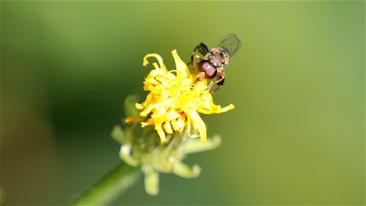 Syritta pipiens (Gemeine Keulenschwebfliege)