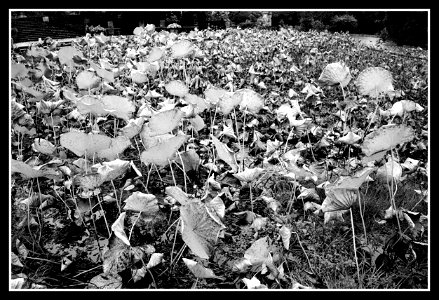 To the next season. Lotus field in Villa Taranto, Verbania.
